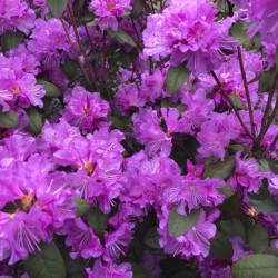 Azaleas in Bloom