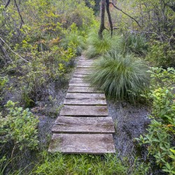 Happy Trails