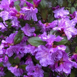 Spring Azaleas