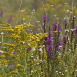 Spring Meadow