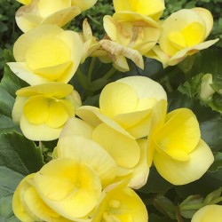 Yellow Begonias