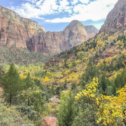 Zion National Park Flowers