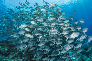 School of bigeye trevallies