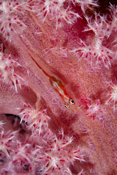 Tiny goby in pink soft coral by Anthony Leydet