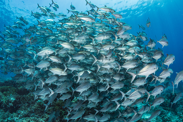 School of bigeye trevallies by Anthony Leydet