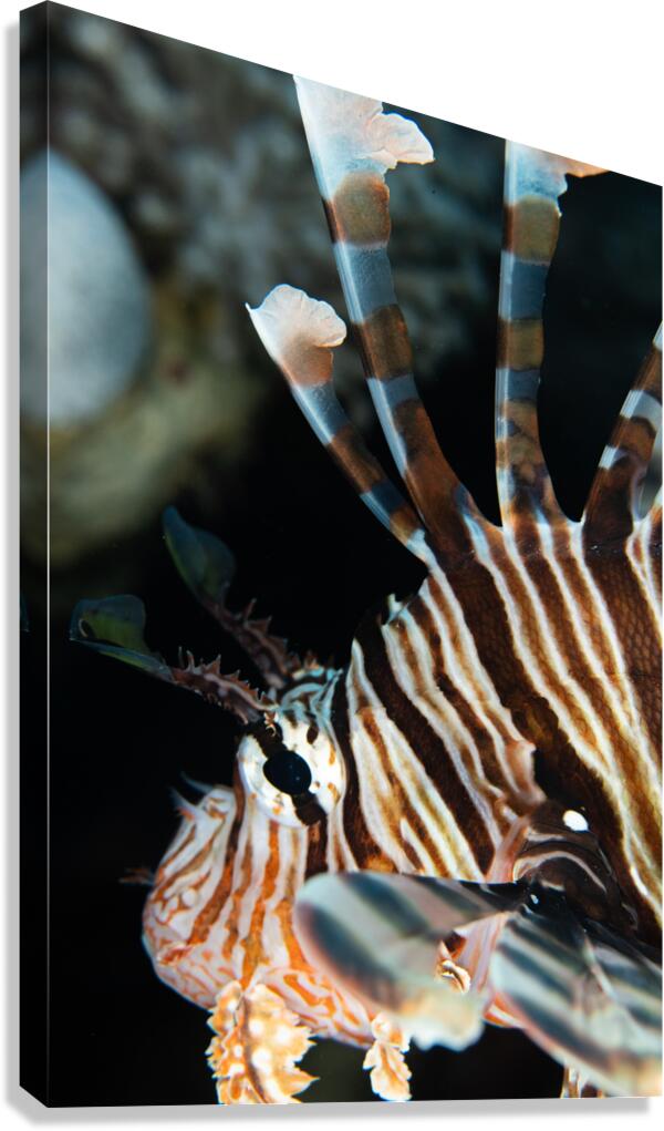 Lionfish close-up Canvas Print