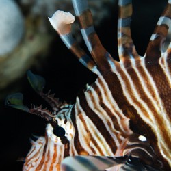 Lionfish close-up