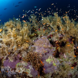 Vibrant coral reef with explosion of life