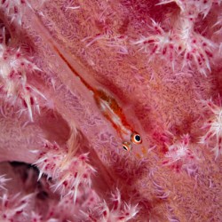 Tiny goby in pink soft coral
