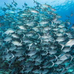 School of bigeye trevallies