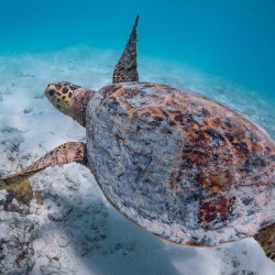 Hawksbill turtle flying in the lagoon