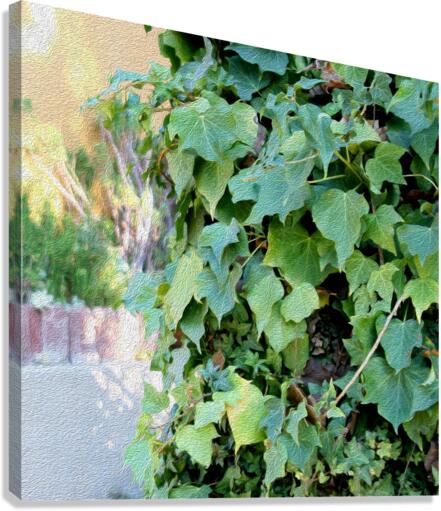Green Ivy Canvas Print