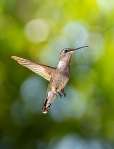 Hummingbird Suspended in Bokeh 01