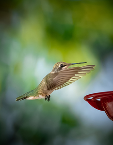 Hummingbird Suspended in Bokeh 03