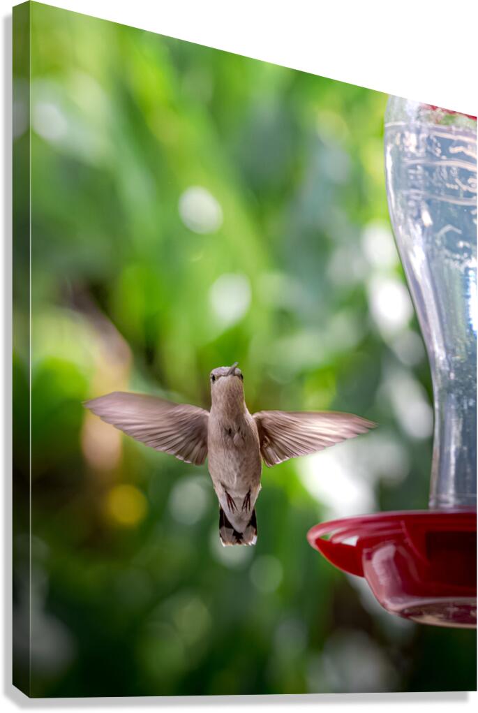 IMG 094400000 Canvas Print