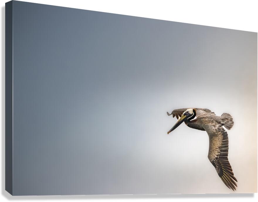 Pelican Blues Canvas Print