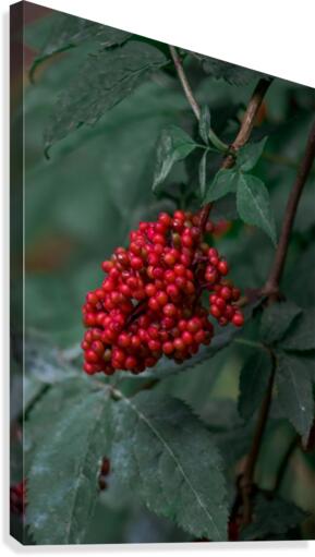 berries Canvas Print