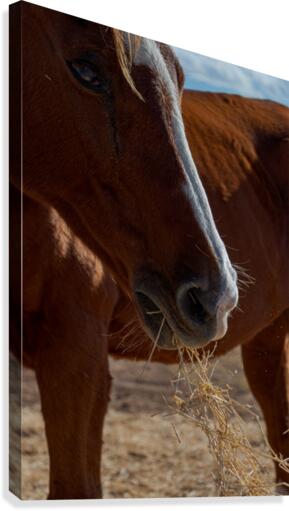 Ginger Canvas Print