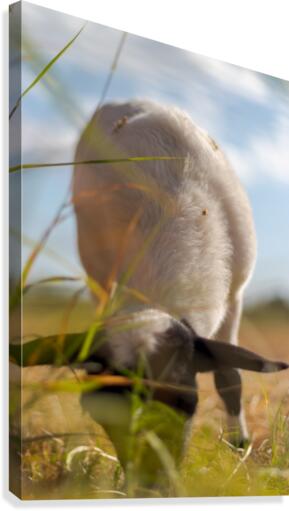Dave Lamsy  Canvas Print