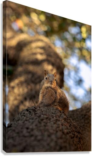 992 Canvas Print