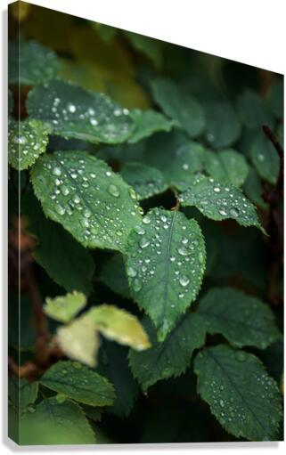 624 Canvas Print