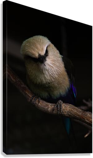 13 Canvas Print
