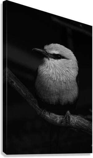 11 BW Canvas Print