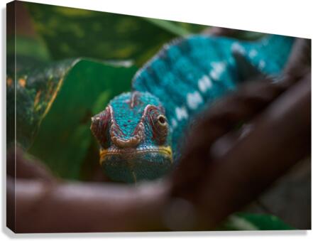 14 V2 Canvas Print