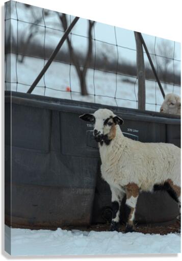 158 Canvas Print