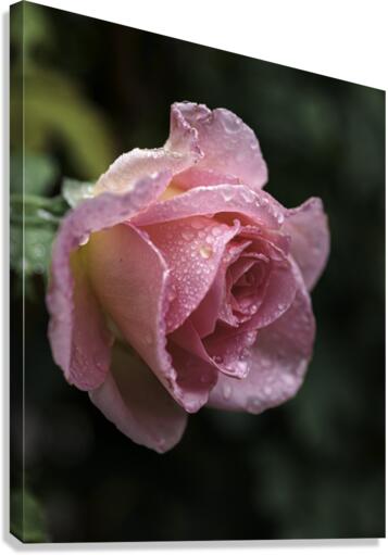112 Canvas Print