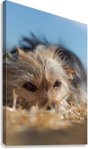 309 Canvas Print