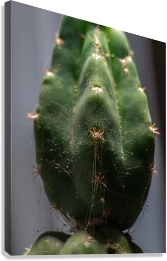 135 Canvas Print