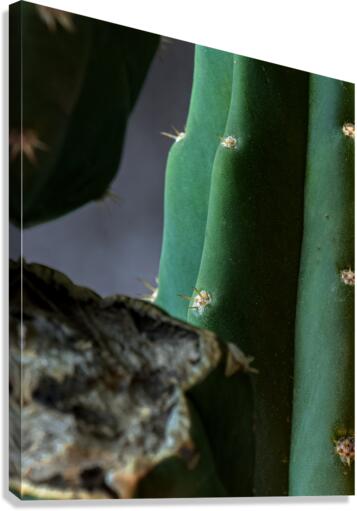 30102 Canvas Print