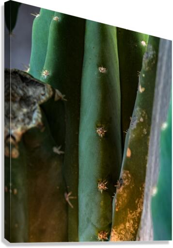 3014 Canvas Print