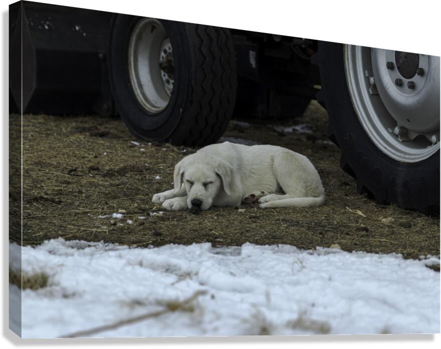2131720 Canvas Print