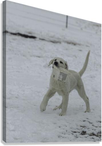 2131433 Canvas Print