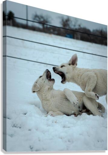 2132426 Canvas Print