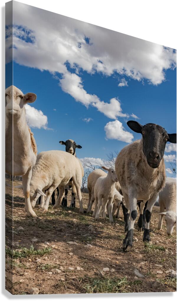 0889 Canvas Print