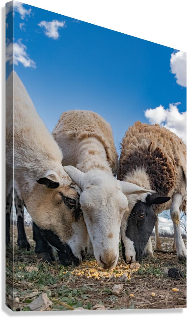 1019 Canvas Print