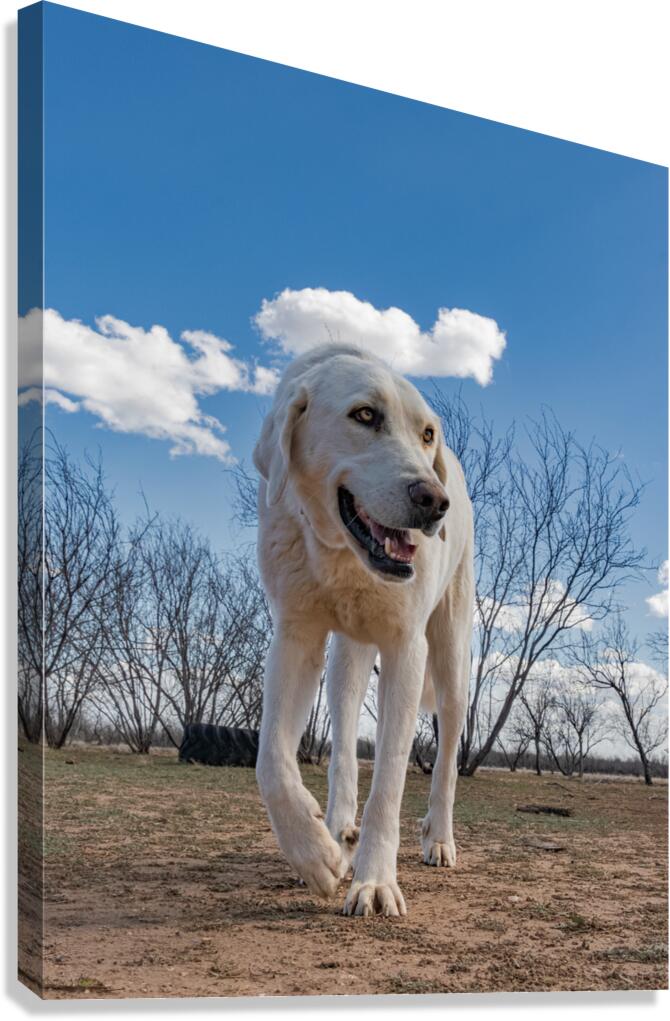 1442 Canvas Print