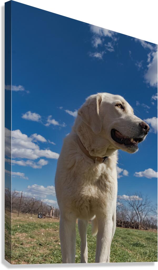 1552 Canvas Print
