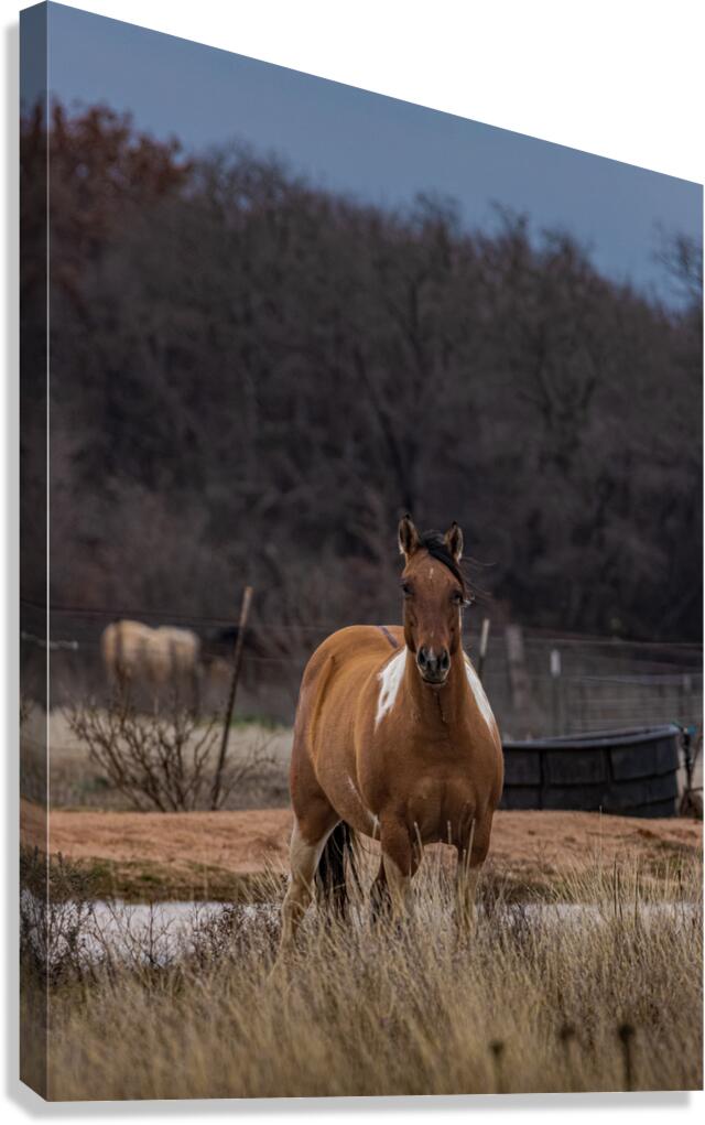 000644 Canvas Print