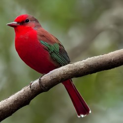 Red Bird 