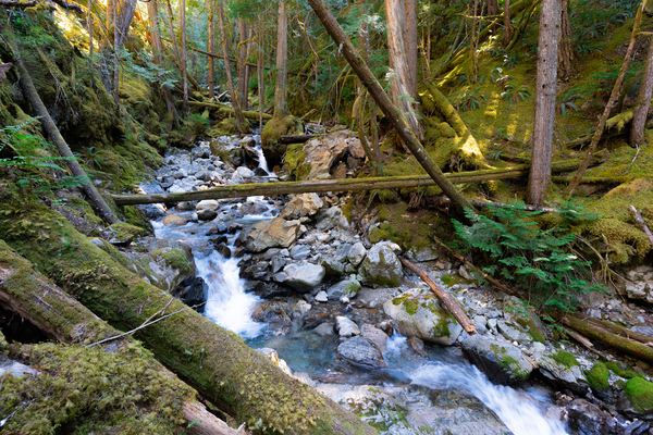 Breathing Forest - North Cascades National Park Print