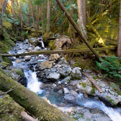 Breathing Forest - North Cascades National Park