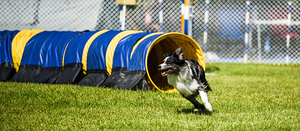 Dog agility