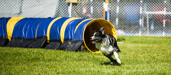 Dog agility Print