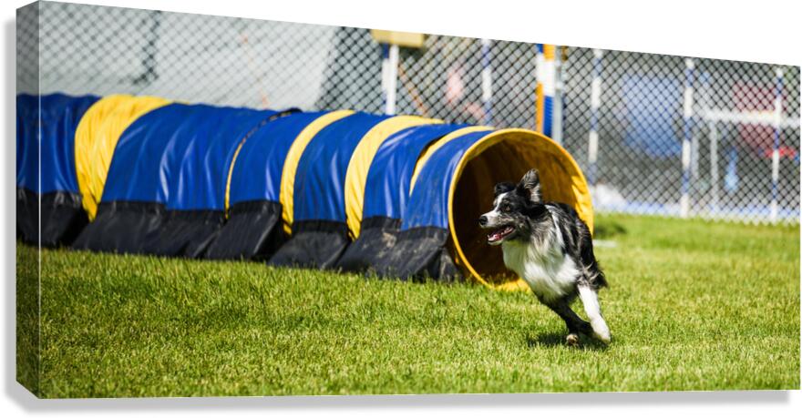 Dog agility Canvas Print
