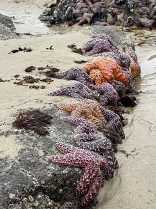 Yachats OR | 2020