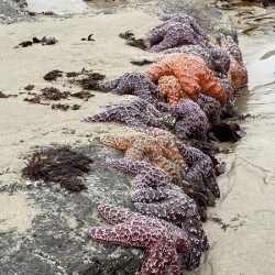 Yachats OR | 2020